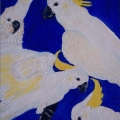 015-sulphur-crested-cockatoos-adelaide-garden
