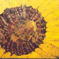 093-the-centre-of-a-sunflower-1