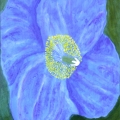 118-blue-poppy