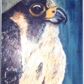128-falcon